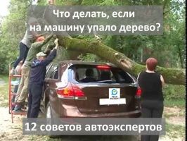 Что делать, если на машину упало дерево? 12 советов автоэкспертов